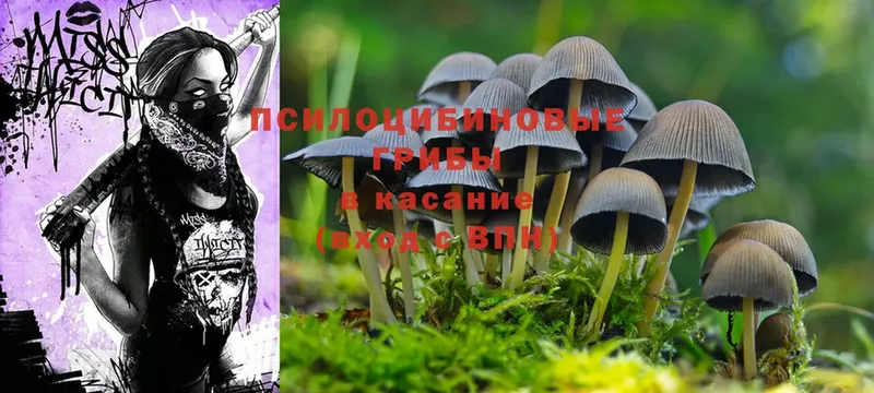 Псилоцибиновые грибы Psilocybine cubensis  Новое Девяткино 